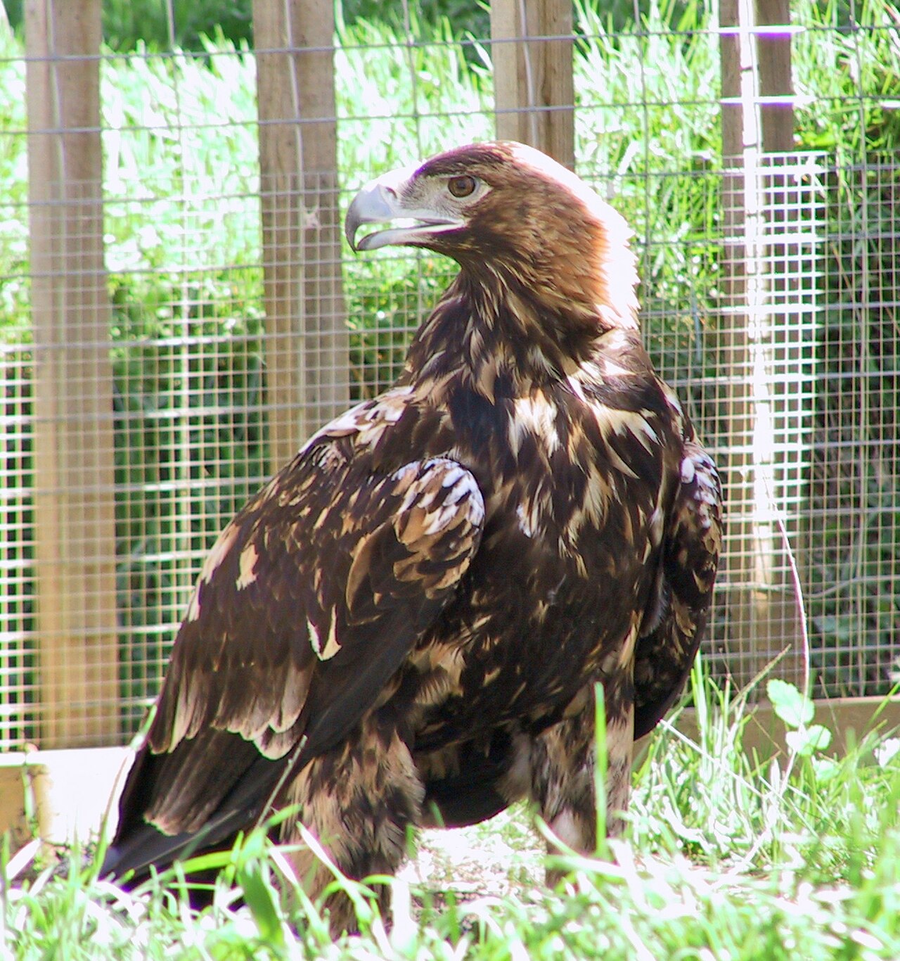 Águila Imperial — Aquila adalberti