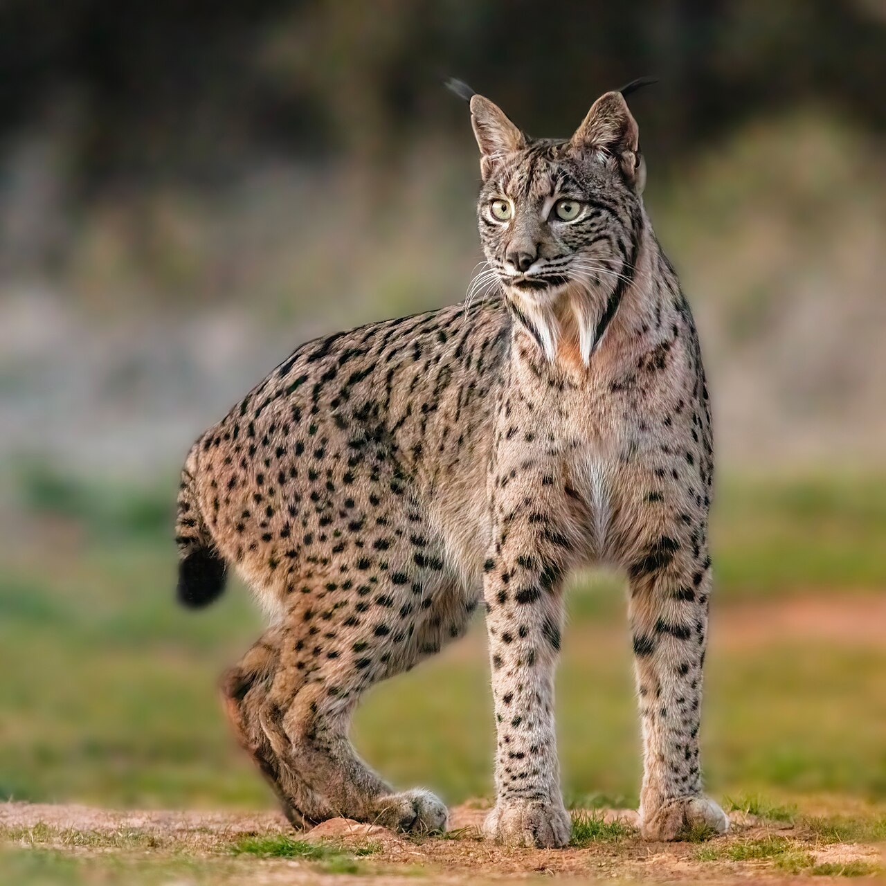 Lince Ibérico — Lynx pardinus